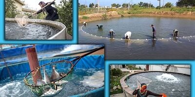 زیرساخت لازم برای بیمه مزارع پرورش آبزیان ایجاد شد