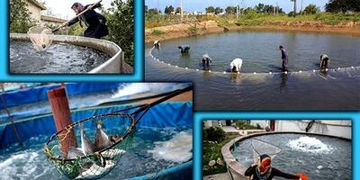 زیرساخت لازم برای بیمه مزارع پرورش آبزیان ایجاد شد