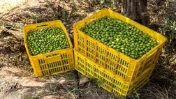 فروشندگان روغن زیتون سلیقه‌ای عمل می‌کنند