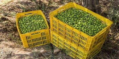 فروشندگان روغن زیتون سلیقه‌ای عمل می‌کنند
