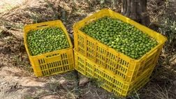 فروشندگان روغن زیتون سلیقه‌ای عمل می‌کنند