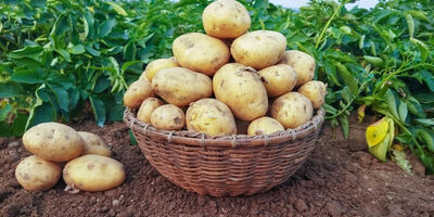  کاهش قیمت سیب زمینی و پیاز به ۱۶ تا ۲۰ هزار تومان 