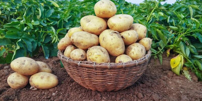  کاهش قیمت سیب زمینی و پیاز به ۱۶ تا ۲۰ هزار تومان 