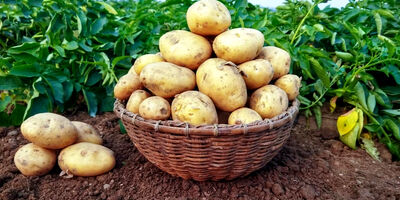  کاهش قیمت سیب زمینی و پیاز به ۱۶ تا ۲۰ هزار تومان 