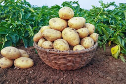  صادرات سیب‌زمینی تا پایان سال ممنوع است 