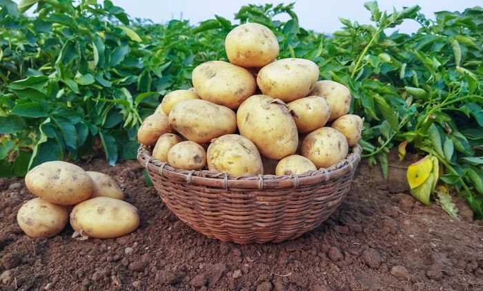  صادرات سیب‌زمینی تا پایان سال ممنوع است 
