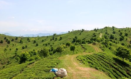 برداشت چای