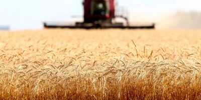 خرید تضمینی گندم از مرز ۷.۳ میلیون تن گذشت
