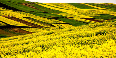 تعهدات بیمه ای به ازای  هر هکتار کلزا  چقدر است؟