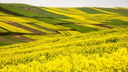 تعهدات بیمه ای به ازای  هر هکتار کلزا  چقدر است؟