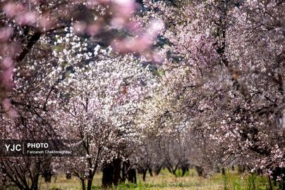شکوفه‌های زیبای بهاری روستای مهارلو (21)