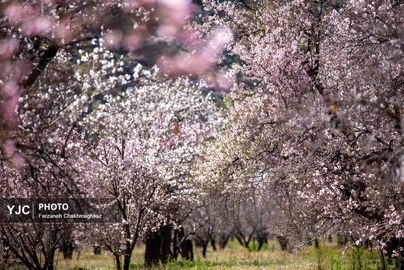 شکوفه‌های زیبای بهاری روستای مهارلو (21)