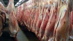 قیمت دام زنده سبک به کیلویی ۲۰۵ تا ۲۱۰ هزار تومان رسیده است