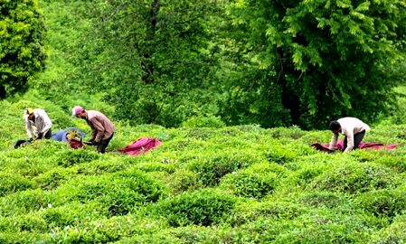 برداشت چای