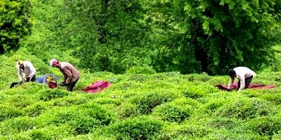 خرید تضمینی برگ سبز چای به ۷۹ هزارتن رسید