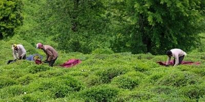 خرید تضمینی برگ سبز چای به ۷۹ هزارتن رسید