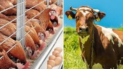 خوراک دام با فعالیت شرکت های دانش بنیان ارزان می‌شود