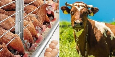 خوراک دام با فعالیت شرکت های دانش بنیان ارزان می‌شود