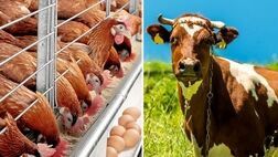 خوراک دام با فعالیت شرکت های دانش بنیان ارزان می‌شود