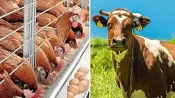 خوراک دام با فعالیت شرکت های دانش بنیان ارزان می‌شود