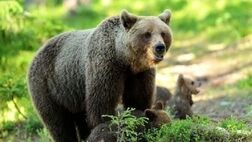 شلیک مرگبار به دو خرس قهوه ای در آمل
