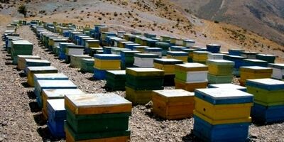 بیش از 60 هزار کلنی زنبور عسل در اردبیل تحت پوشش بیمه قرار دارند