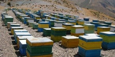 بیش از 60 هزار کلنی زنبور عسل در اردبیل تحت پوشش بیمه قرار دارند