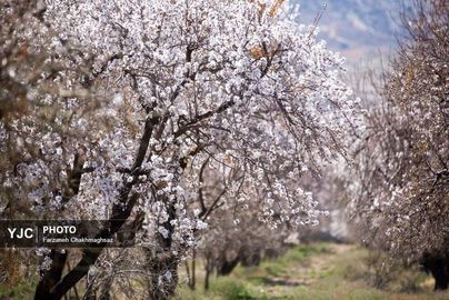 شکوفه‌های زیبای بهاری روستای مهارلو (24)