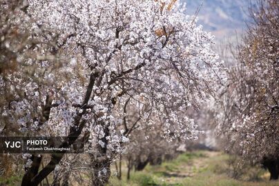 شکوفه‌های زیبای بهاری روستای مهارلو (24)