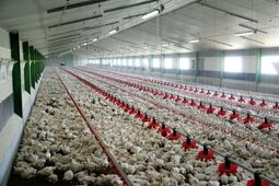 
پرداخت ۳۳۰۰ میلیارد ریال خسارت صنعت طیور در سال ۱۴۰۴