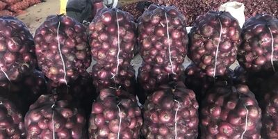  محدودیت‌های صادراتی پیاز و گوجه فرنگی به زودی ابلاغ می‌شود 