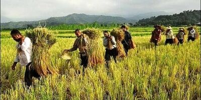 11  محصول و عوامل تولید کشاورزی استان تهران فاقد بیمه نامه هستند